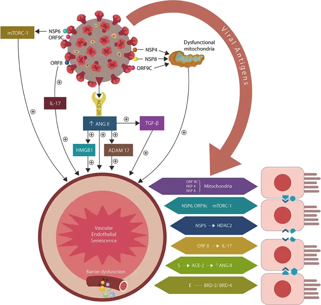 During the COVID-19 pandemic, interest in ME/CFS