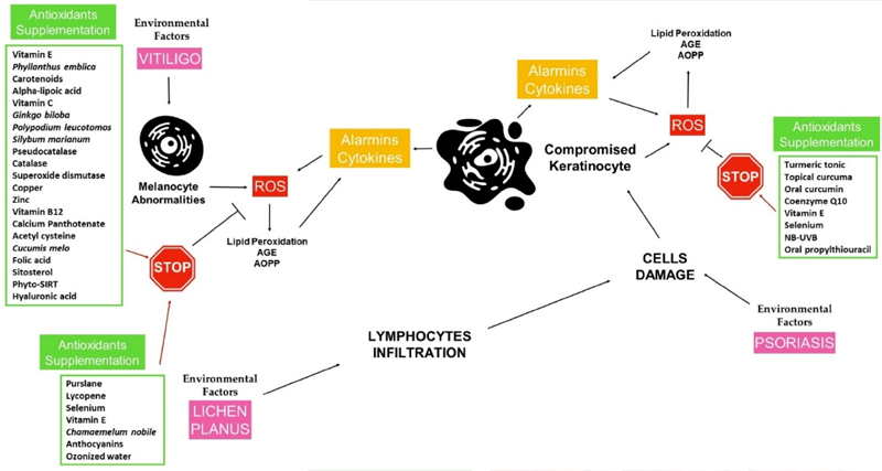 Therapies with Antioxidant Potential in Psoriasis, Vitiligo, and Lichen Planus
