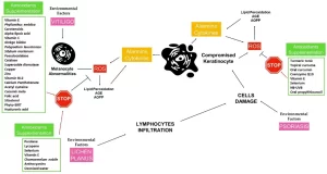 Oxidative stress plays an important pathogenetic role in many chronic inflammatory diseases